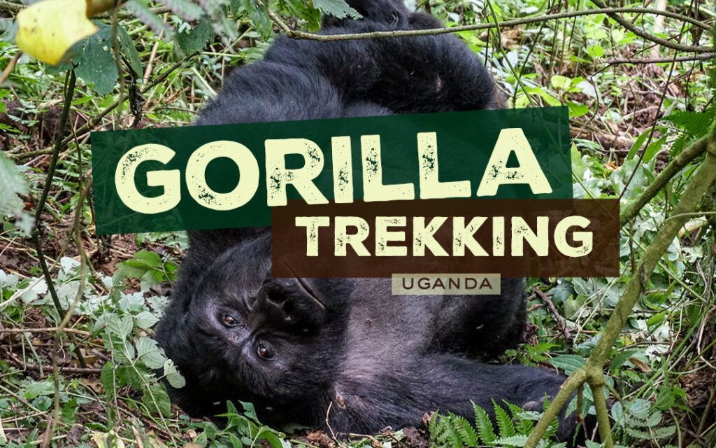 gorilla trekking in uganda at hire cars uganda
